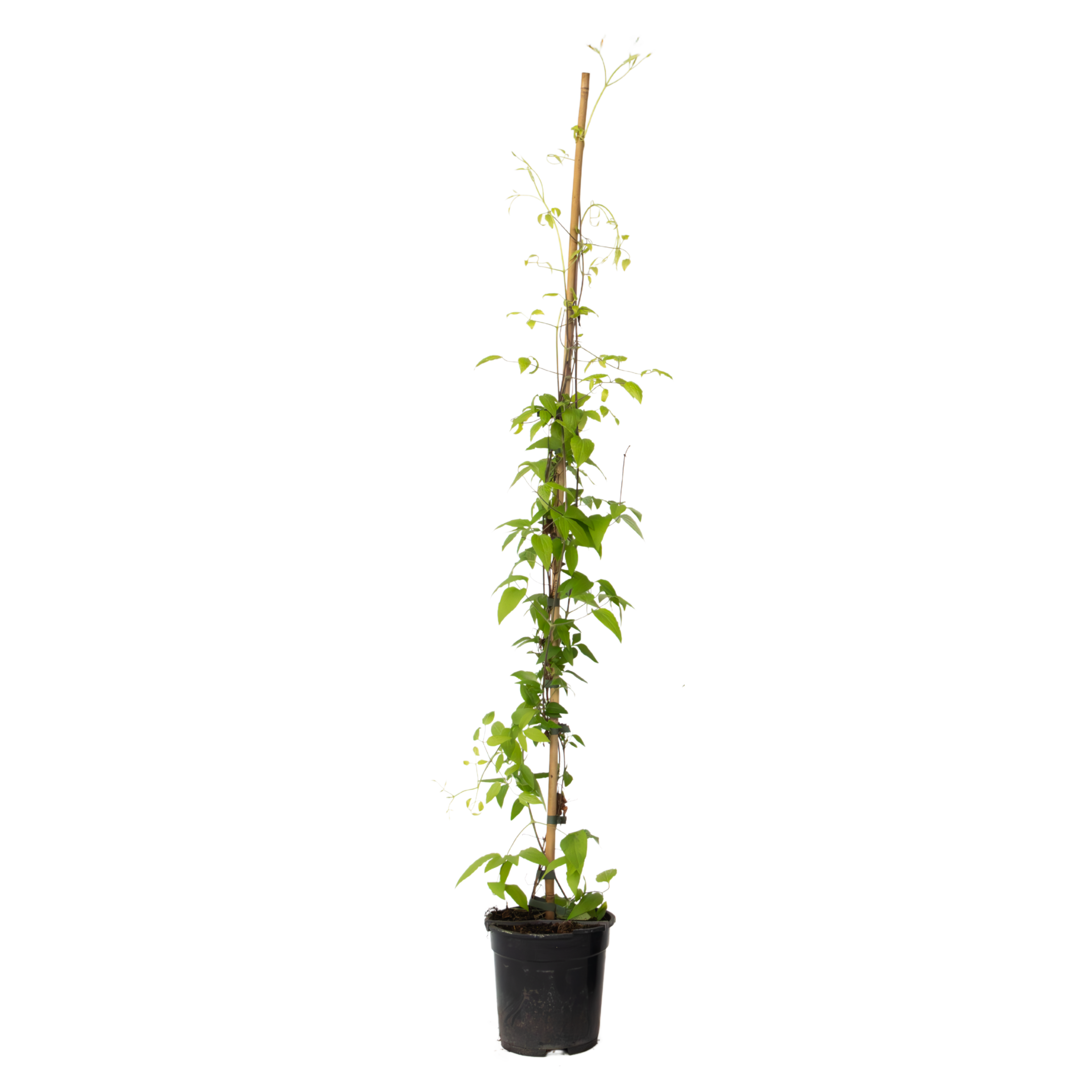 Nahkakukka - Clematis 'Hagley Hybrid' - Korkeus 100-120 cm - ⌀17 cm