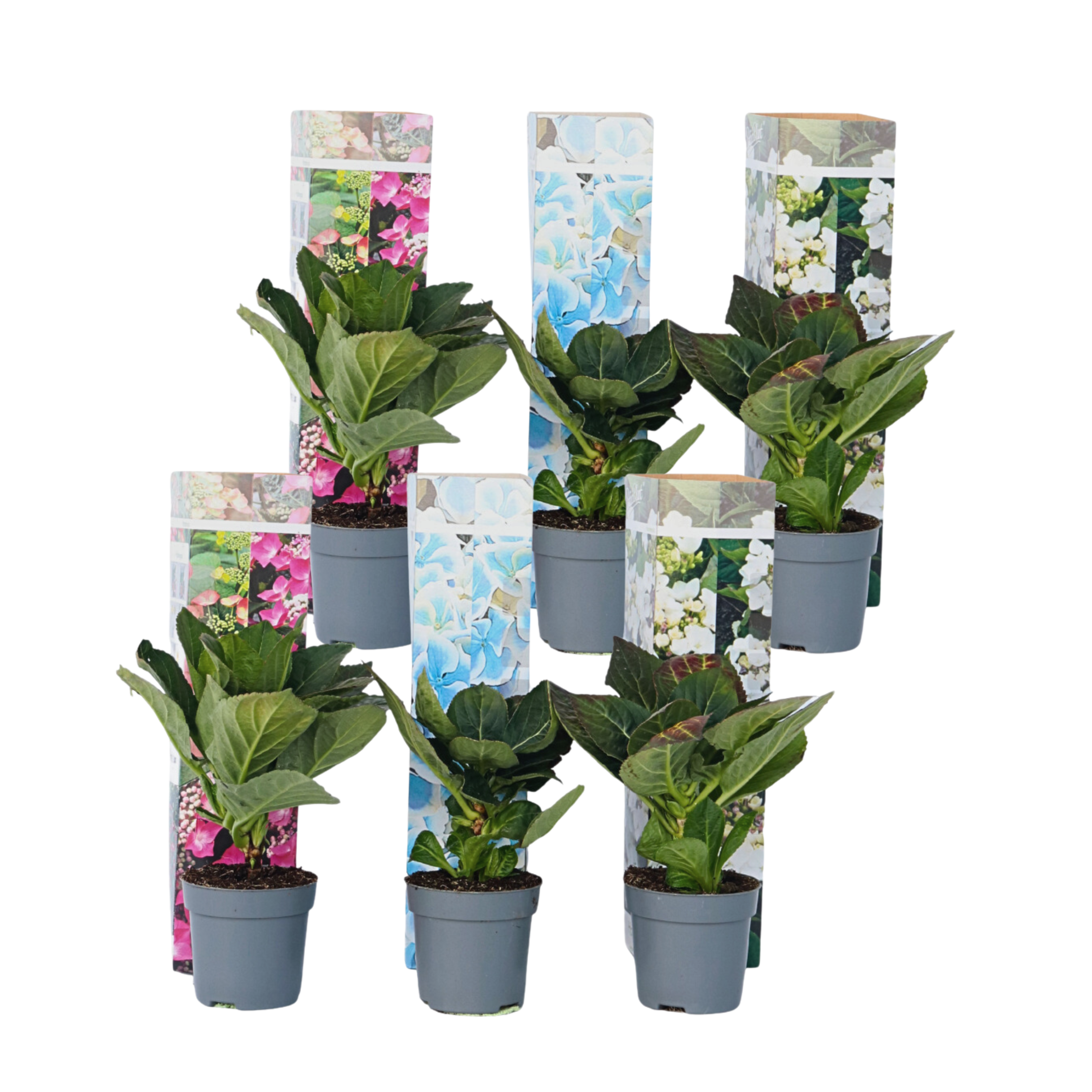 Hortensia - 6 kpl - Hydrangea macrophylla - Korkeus 25-40cm - ⌀9cm