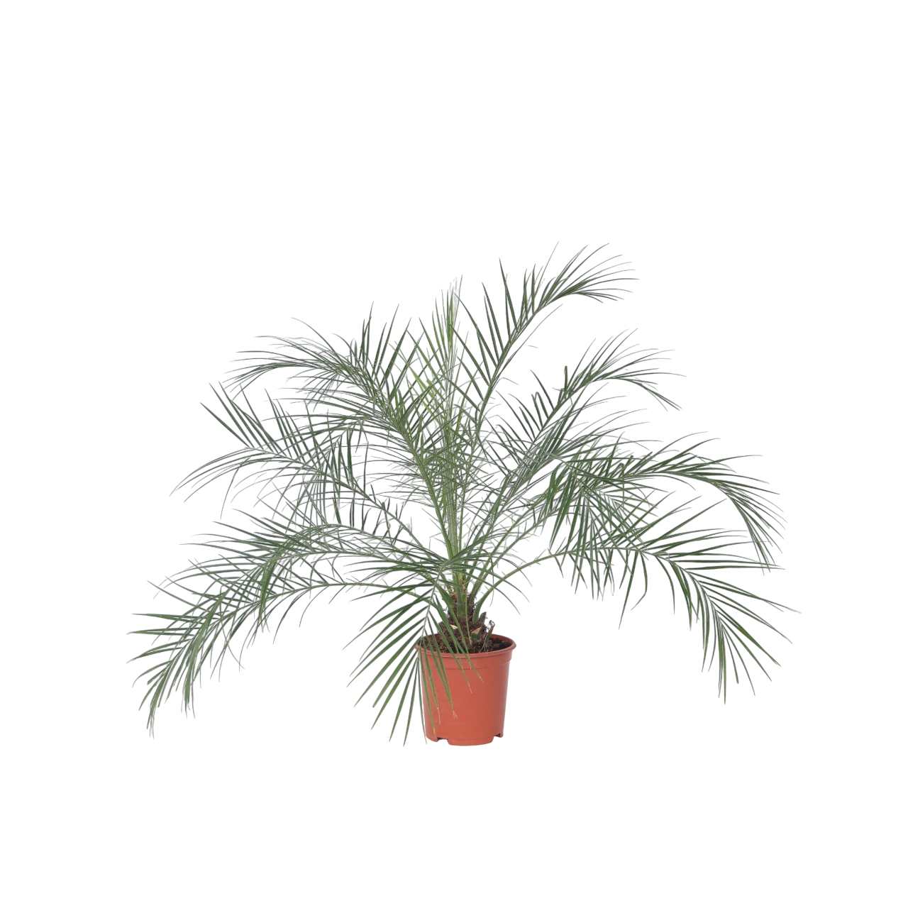 Minipalmupäivämänty - Phoenix roebelenii - Korkeus 80-90 cm - ⌀21 cm