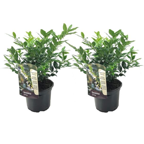 Makea myrtti - 2 kpl - Sarcococca 'Confusa' - Korkeus 30-40cm - ⌀17cm