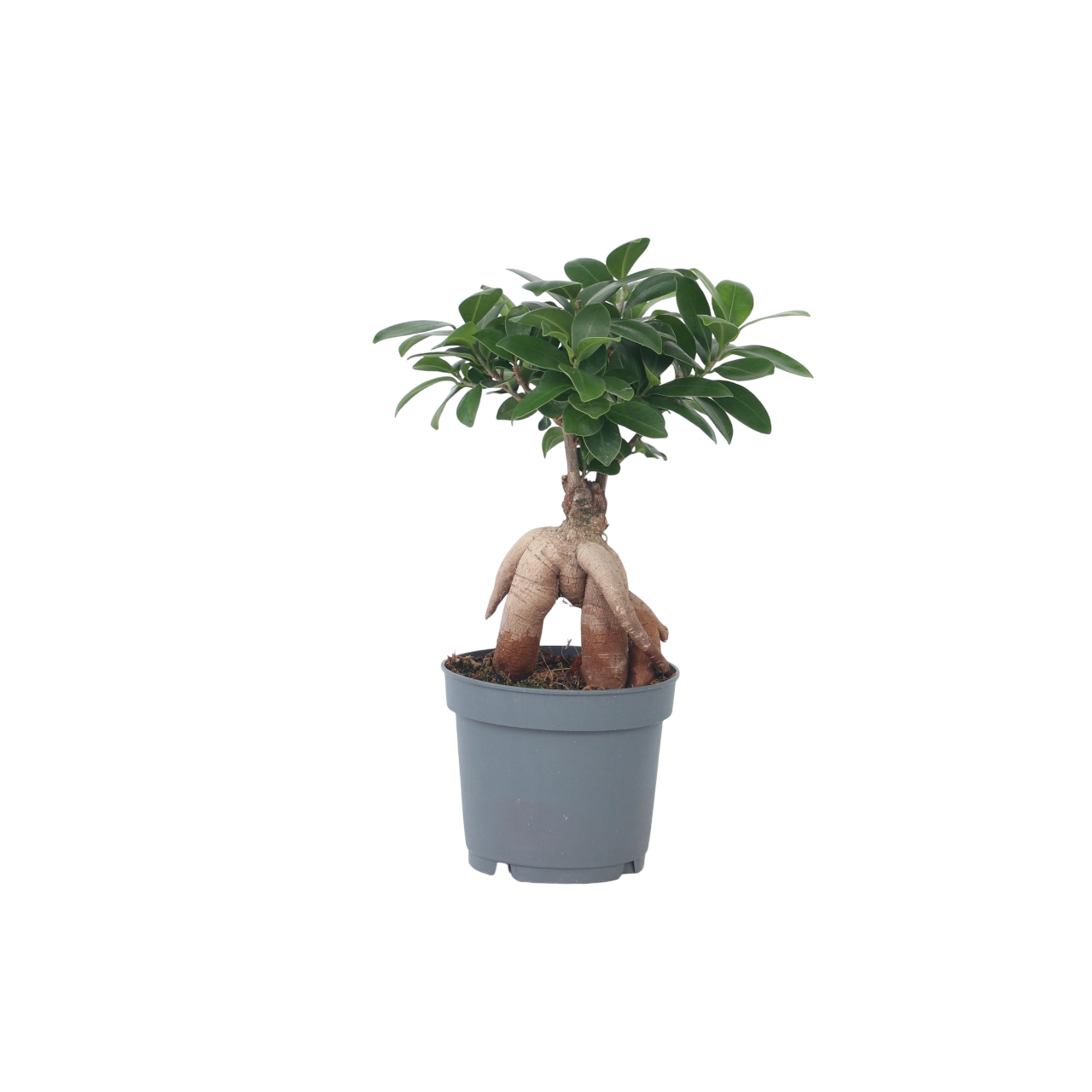 Verhotammi - Ficus microcarpa - Korkeus 30-40cm - ⌀12cm