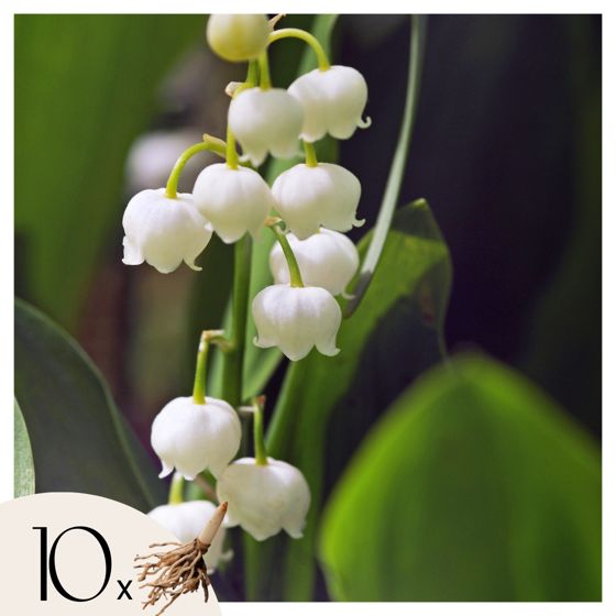 Kielo - 10 kpl - Convallaria 'Majalis' - Kukkasipulit - Valkoinen