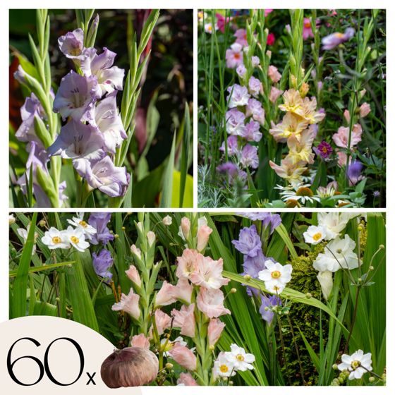 Gladiolus - 60 kpl - Gladiolus Pastel Mix - Kukkasipulit