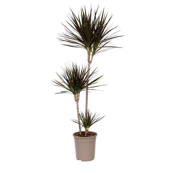 Madagaskarin lohikäärmepuu - Dracaena marginata - Korkeus 110-130 cm - ⌀24 cm