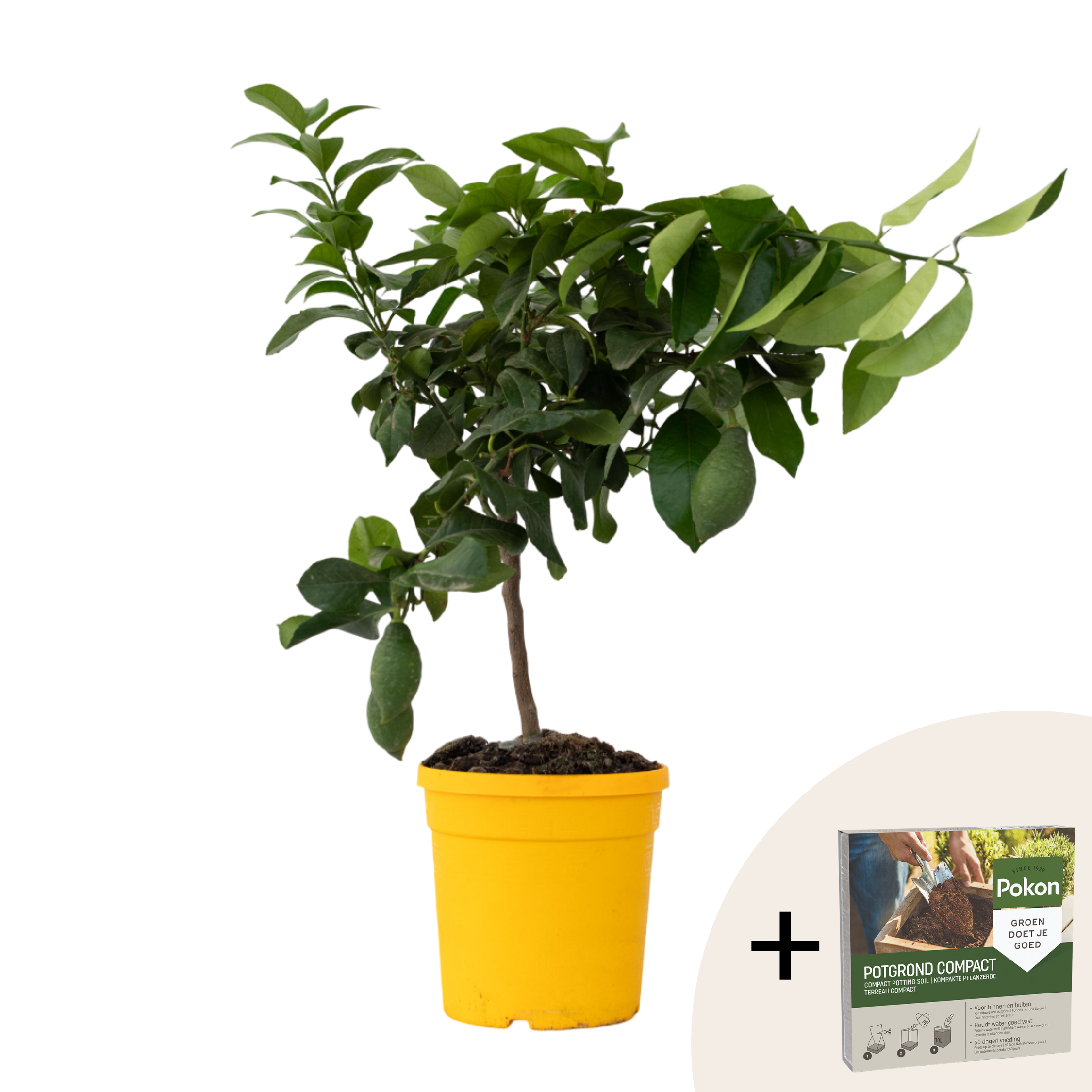 Sitruunapuu - Citrus limon - Korkeus 60-70 cm - ⌀19 cm