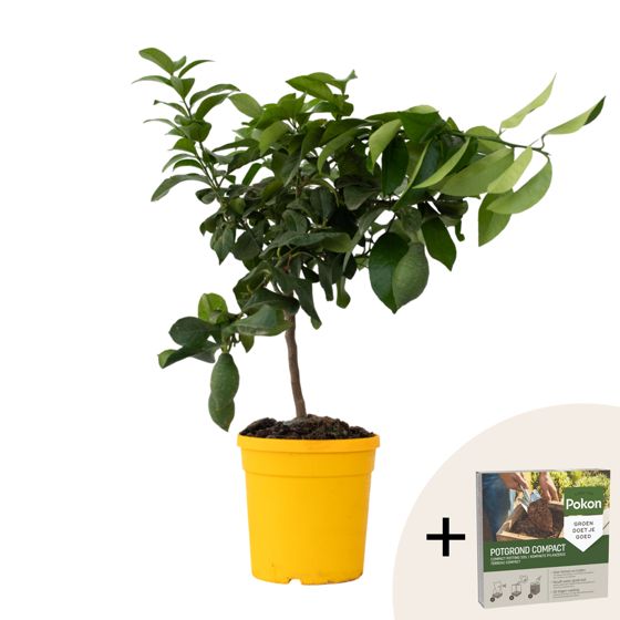 Sitruunapuu - Citrus limon - Korkeus 60-70 cm - ⌀19 cm