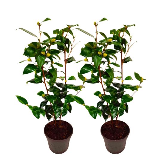 Japanin kamelia - 2 kpl. - Camellia japonica 'Brush Field' - K50-60cm - ⌀15cm