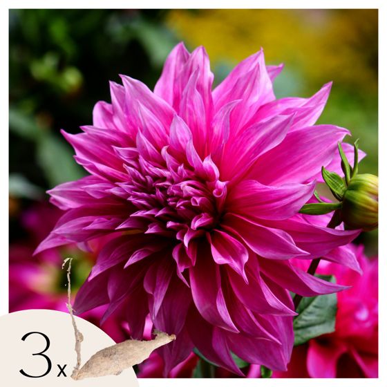 Daalian juurakot - 3 kpl - Dahlia 'Café au lait Rosé' - Kukkasipulit