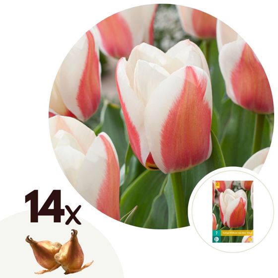 Tulppaaninsipulit - 14 kpl - Tulipa 'Willem vd Akker' - Vaaleanpunainen