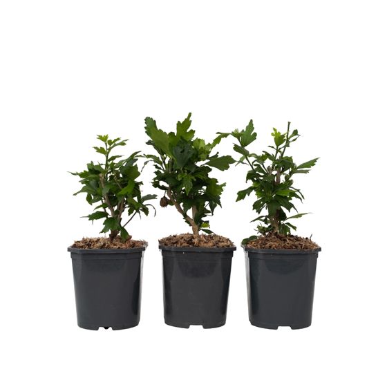 Ruusu alppiruusu - 3 kpl. - Hibiscus syriacus - Korkeus 25-40cm - ⌀17cm