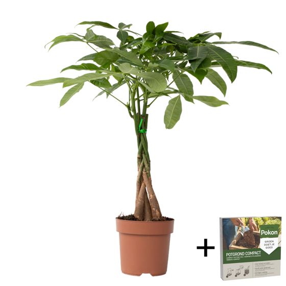 Rahanpuu - Pachira aquatica - Korkeus 60-70 cm - ⌀17 cm