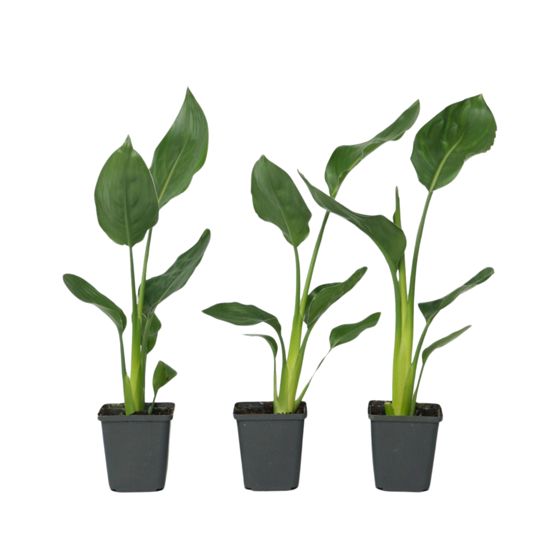 Paratiisilintu - 3 kpl - Strelitzia reginea - Korkeus 25-40cm - ⌀9cm