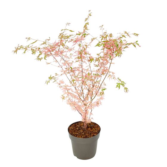 Japanin vaahtera - Acer palmatum 'Taylor' - Korkeus 50-60cm - ⌀19cm