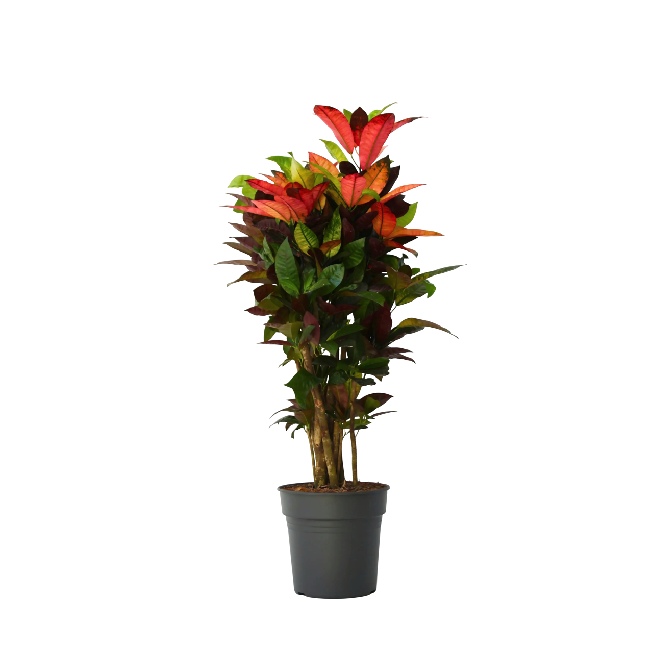 Kroton - Codiaeum variegatum ‘Mrs. Iceton’ - Korkeus 90-100 cm - Ruukku 27 cm