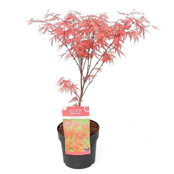 Japanin vaahtera - Acer palmatum 'Amagi-shigure' - Korkeus 30-40cm - ⌀13cm