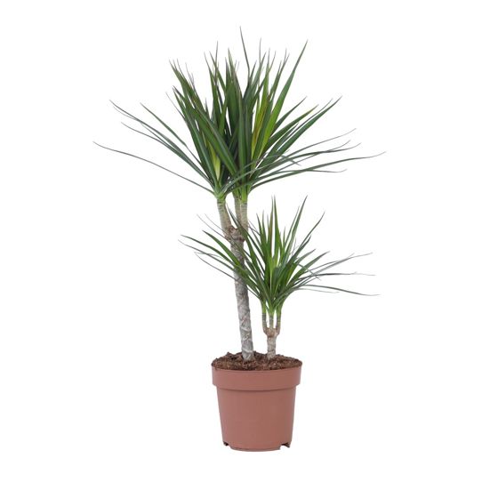 Madagaskarin lohikäärmepuu - Dracaena marginata - Korkeus 70-80 cm - ⌀17 cm
