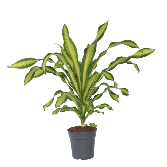 Maissikasvi - Dracaena fragrans 'Charley' - Korkeus 100-110 cm - ⌀24 cm