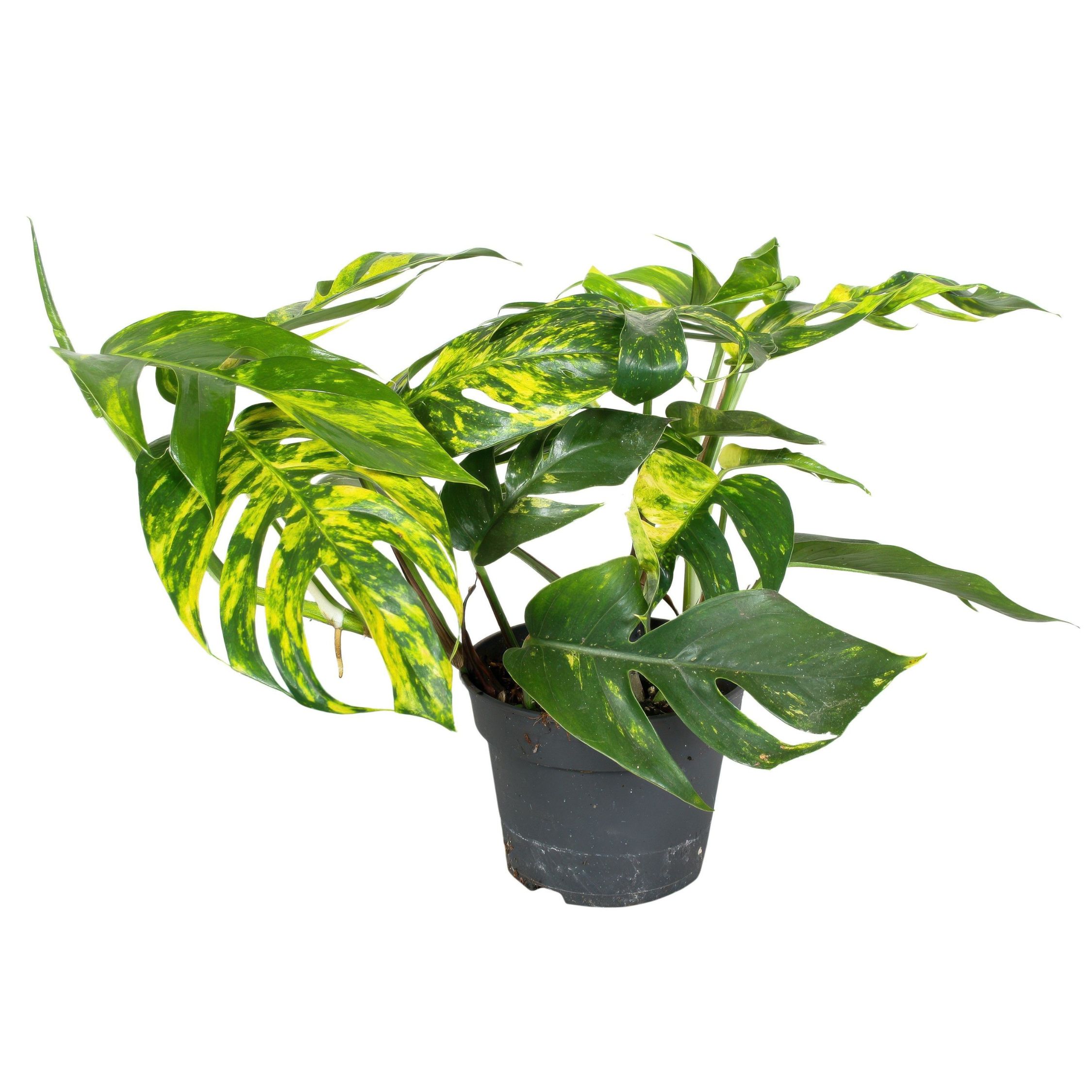 Epipremnum pinnatum ’Goldfinger’ - Kultaköynnös - Korkeus 25-35 cm - ø17cm