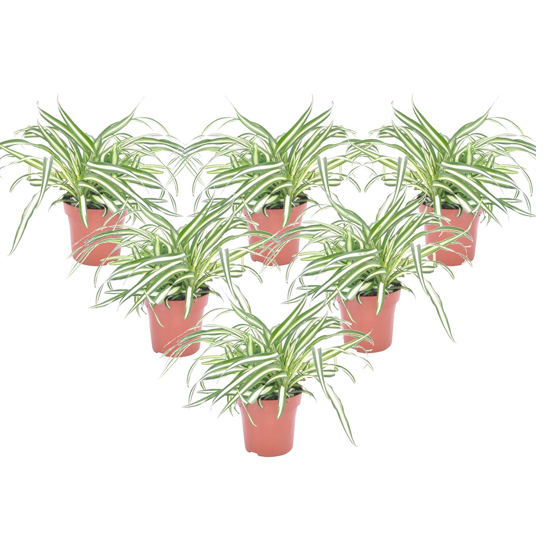 Hämähäkkikasvi - 6 kpl - Chlorophytum comosum 'Atlantic' - K25-40cm - ⌀12cm