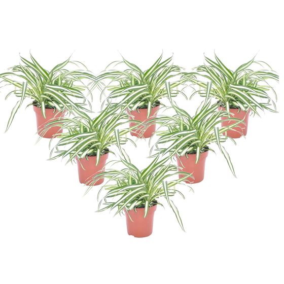 Hämähäkkikasvi - 6 kpl - Chlorophytum comosum 'Atlantic' - K25-40cm - ⌀12cm