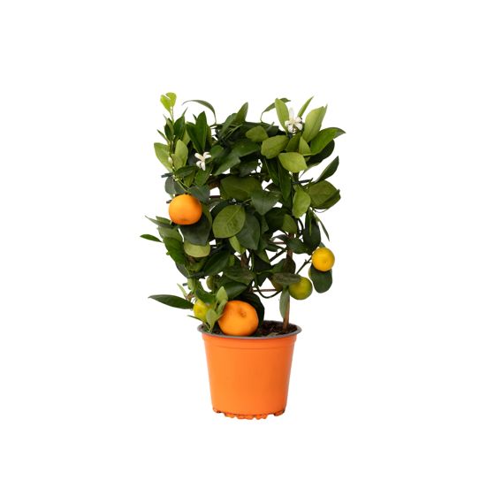 Kalamansi-lime - Citrus mitis 'Calamondin' - Korkeus 35-40 cm - ⌀14 cm