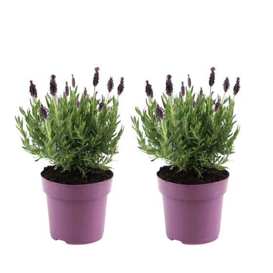 Laventelipensas - 2 kpl - Lavandula stoechas 'Anouk' - Korkeus 25-35cm - ⌀15cm