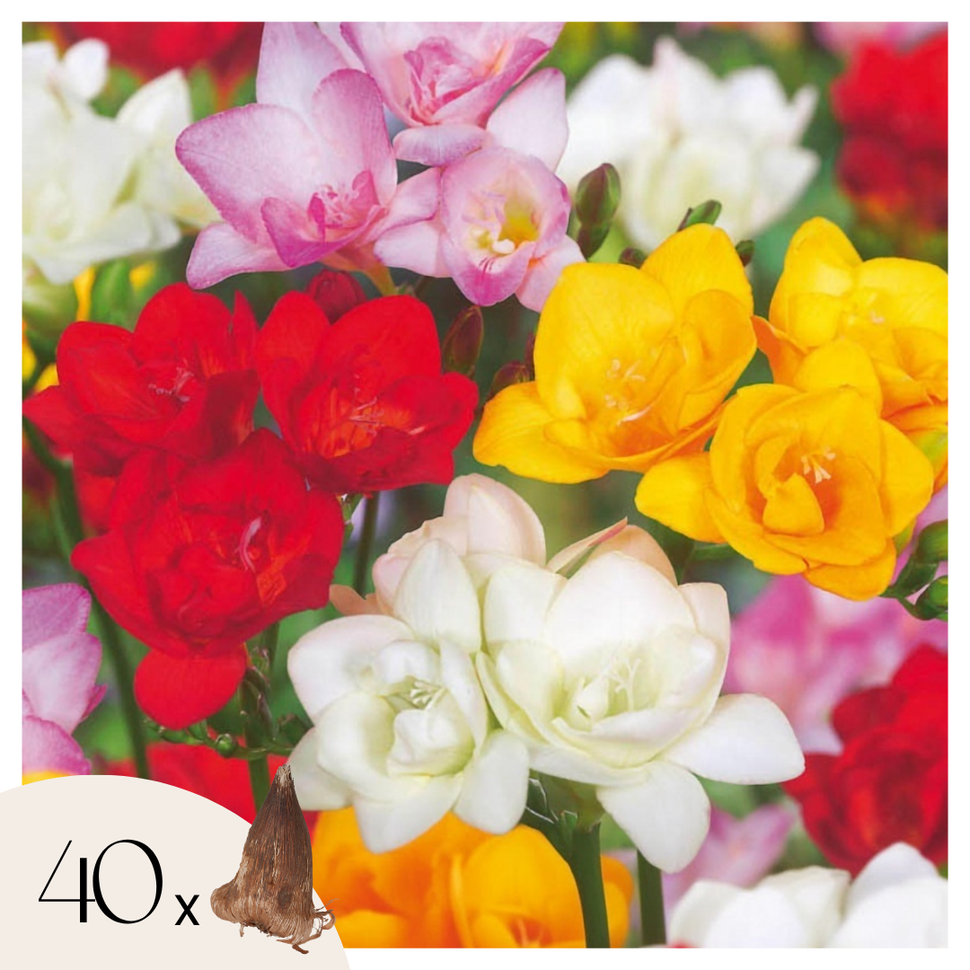 Kevätsipulit - 40 kpl - Freesia Mix - Kukkasipulit