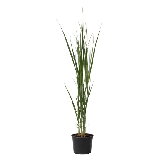 Switch-ruoho - Panicum virgatum 'Northwind' - Korkeus 40-60cm - ⌀23cm
