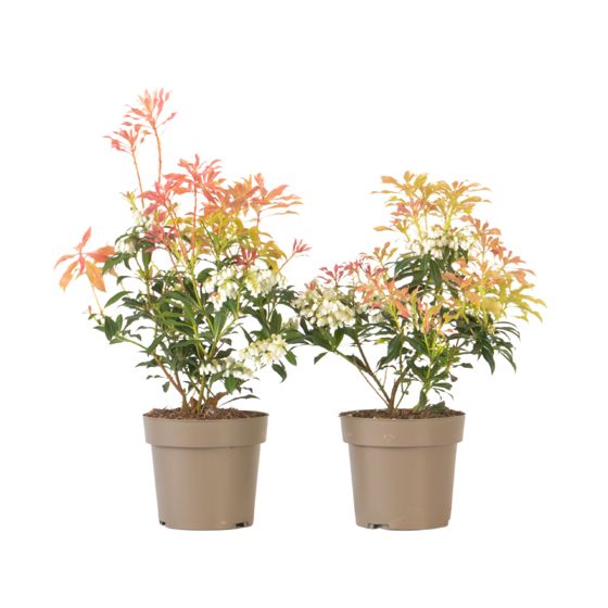 Japanin andromeda - 2 kpl. - Pieris 'Forest Flame' - Korkeus 25-40cm - ⌀17cm
