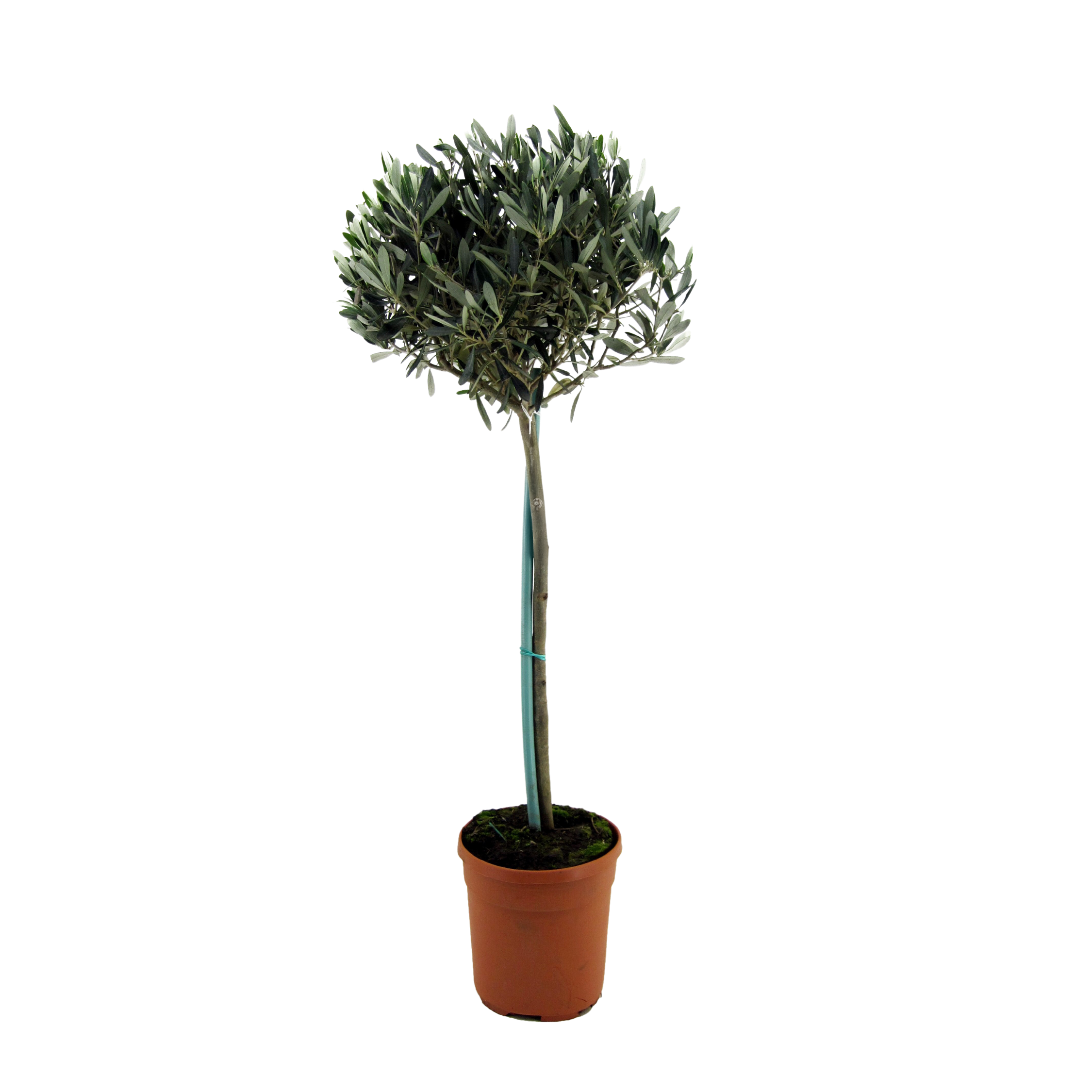 Olivipuu - Olea europaea - Korkeus 155-170 cm - ⌀19 cm