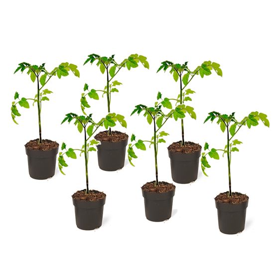 Tomaatti - 6 kpl - Lycopersicon 'Heartbreaker' - Korkeus 20-30cm - ⌀10,5cm