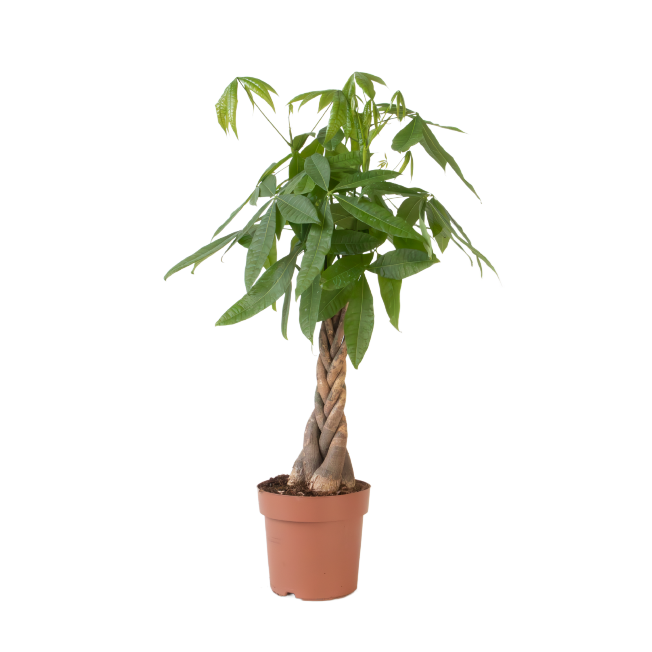 Rahanpuu - Pachira aquatica - Korkeus 100-120 cm - ⌀24 cm