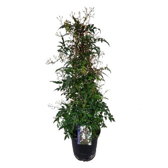 Talvijasmike - Jasminum polyanthum - Korkeus 60-70cm - ⌀17cm