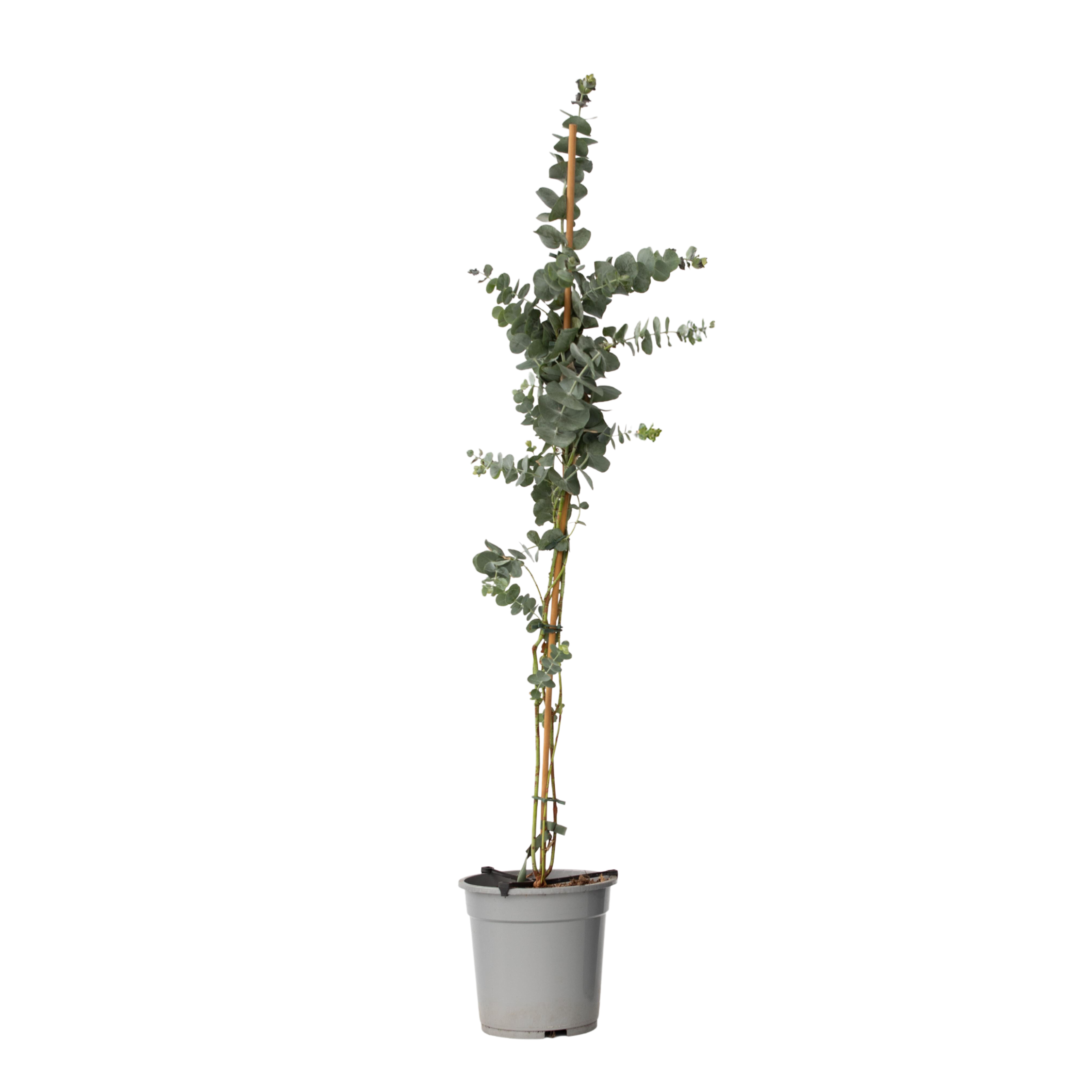 Eukalyptus - Eucalyptus cinerea 'Silver Dollar' - Korkeus 90-110cm - ⌀19cm