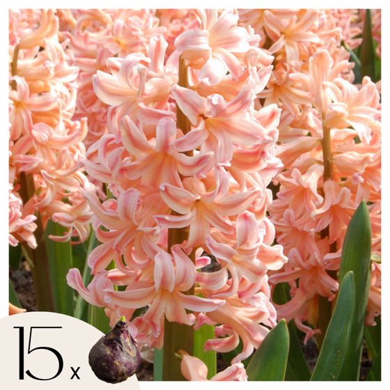 Hyasintti - 15 kpl - Hyacinthus 'Gipsy Queen' - Kukkasipulit - Oranssi