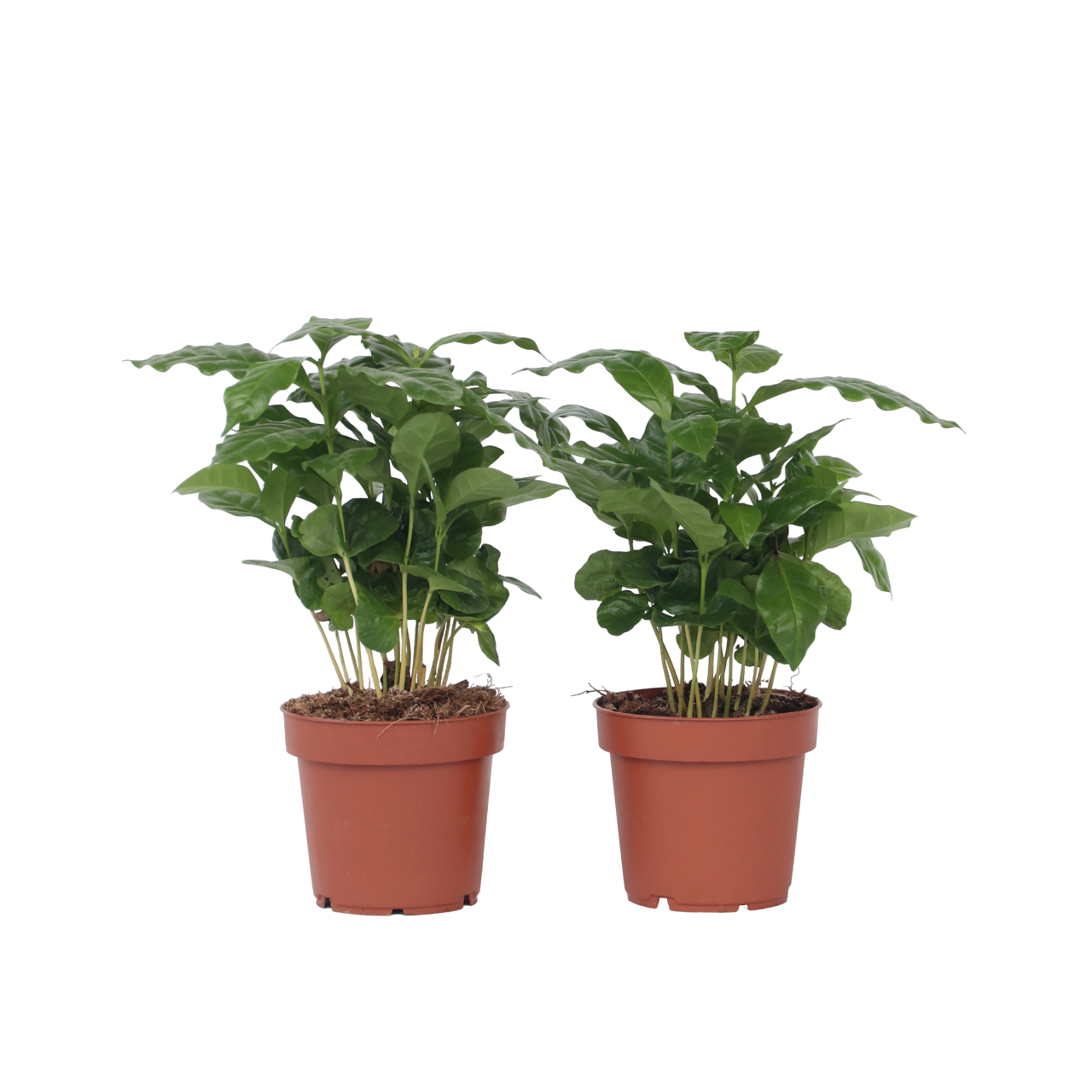 Kahvipensas - 4 kpl - Coffea arabica - Korkeus 25-40 cm - ⌀12 cm
