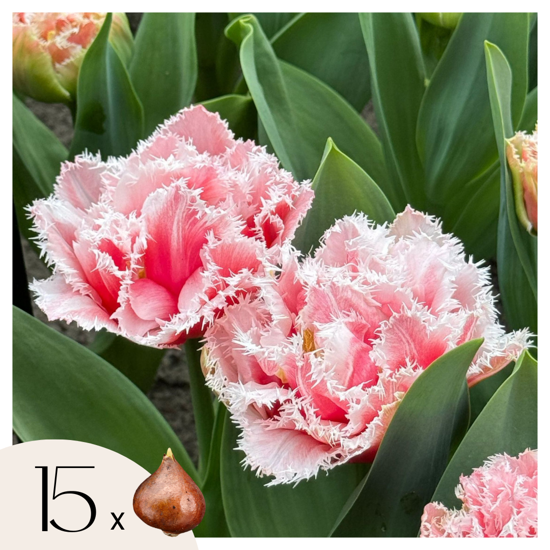 Tulppaaninsipulit - 15 kpl - Tulipa 'Queensland' - Vaaleanpunainen