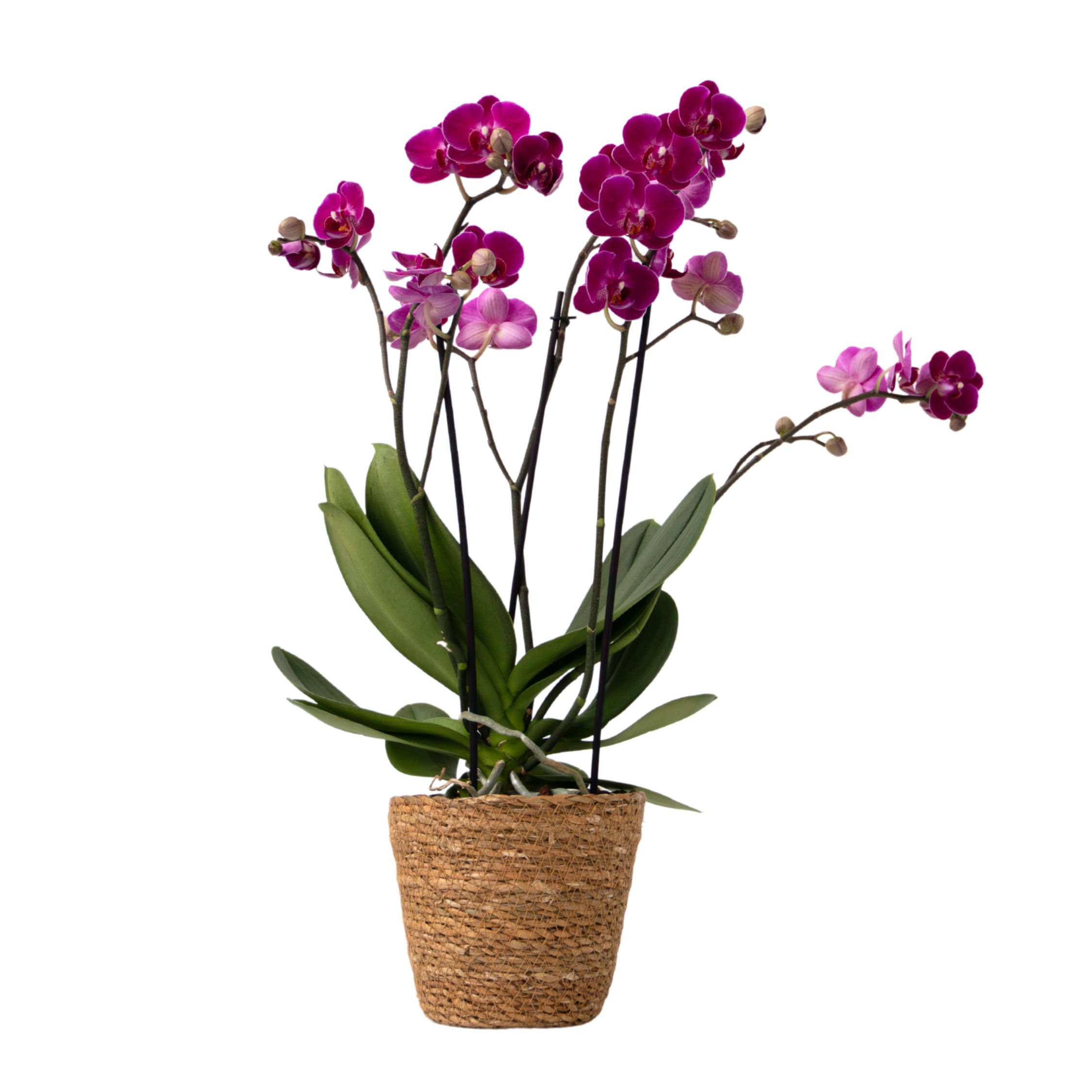 Perhosorkidea - Phalaenopsis Multiflora korilla - Korkeus 35-45cm - ⌀12cm