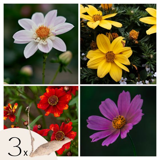 Daalian juurakot - 3 kpl - Dahlia 'Topmix' - Kukkasipulit