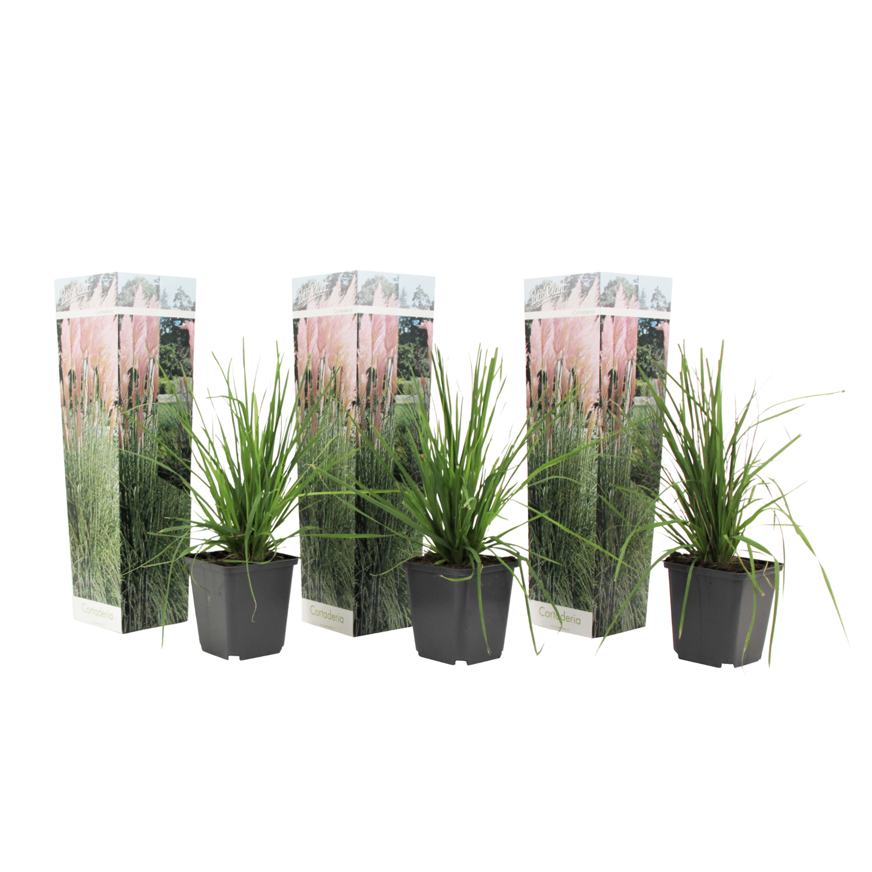 Pampasheinä - 3 kpl - Cortaderia selloana - Korkeus 25–40cm - ⌀9cm