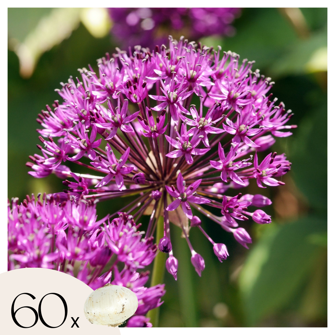 Koristeiljakka - 60 kpl - Allium 'Purple Sensation' - Kukkasipulit - Purppura
