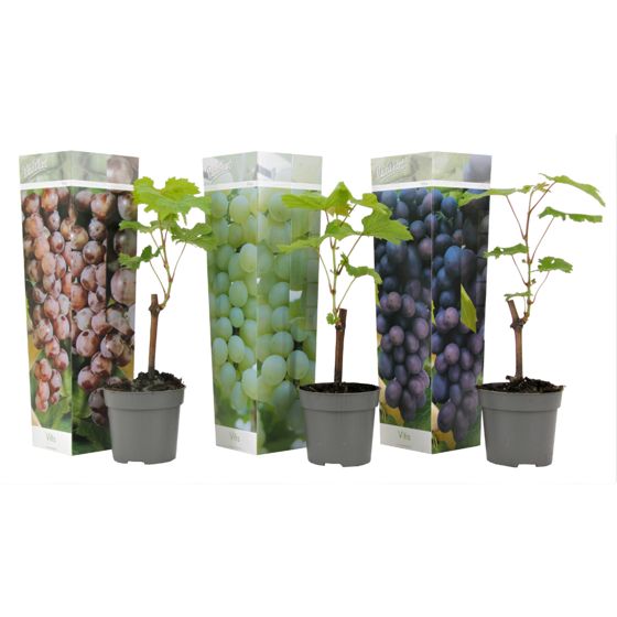 Viiniköynnös - 3 kpl - Vitis vinifera - Korkeus 25-40cm - ⌀9cm