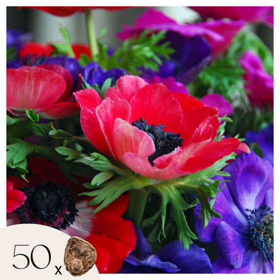 Anemone - 50 kpl - Anemone de Caen - Kukkasipulit