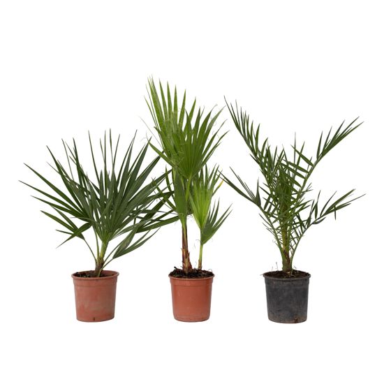 Ulkopalmu - 3 kpl - Phoenix, Chamaerops, Washingtonia - Korkeus 50–70cm - ⌀15cm