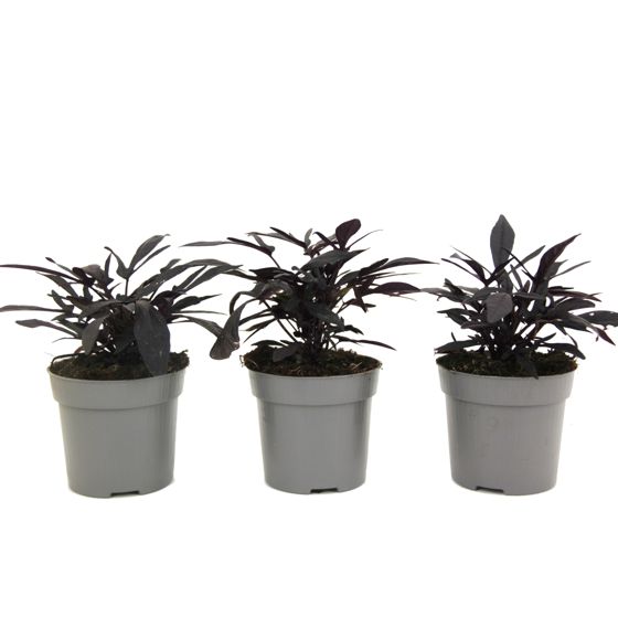 Bataatti - 3 kpl - Ipomoea batatas - Korkeus 10-15cm - ⌀10,5cm