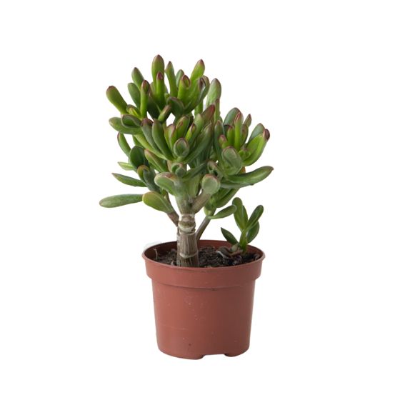 Rahapuu - Crassula ovata ‘Gollum’ - Korkeus 15-25 cm - Ruukku 12 cm