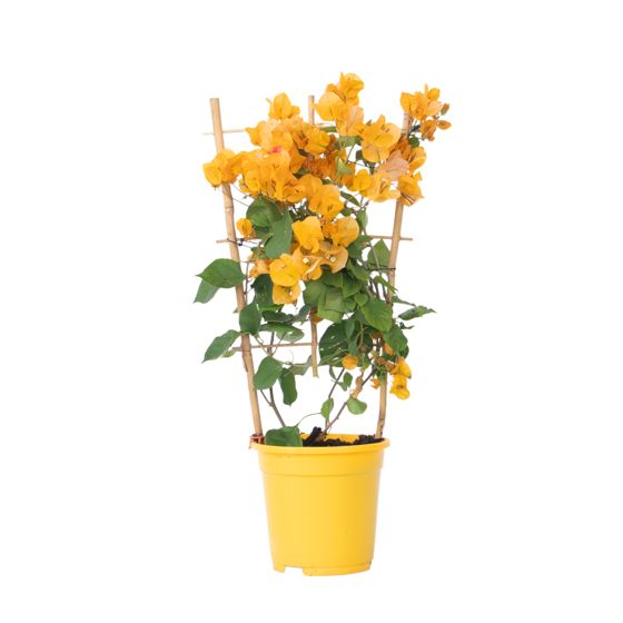 Paperikukka - Bougainvillea 'Dania' - Korkeus 50–60cm - ⌀17cm