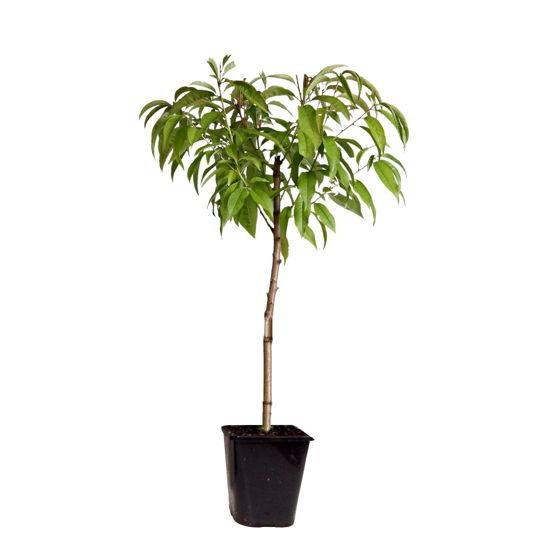 Persikkapuu - Prunus persica 'Saturne' - Korkeus 60–70cm - ⌀15cm
