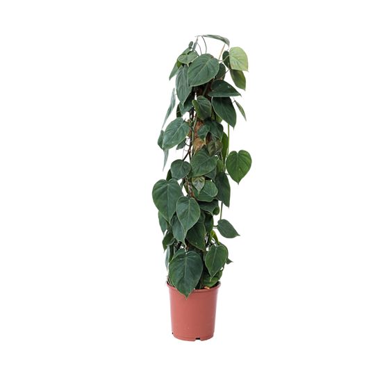Sydänkasvi - Philodendron scandens - Korkeus 150-160cm - ⌀27cm