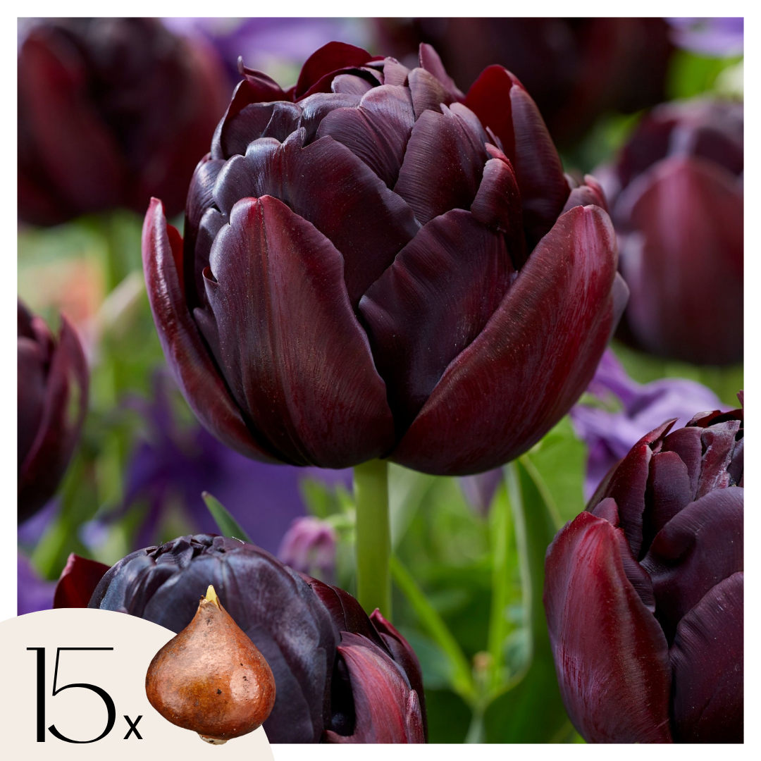 Tulppaaninsipulit - 15 kpl - Tulipa 'Black Hero' - Kukkasipulit